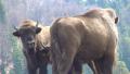 Young, European Baby Bison Bonasus Looking In Camera, Buffalo Family, Wildlife