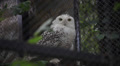 Two Snowy Owls, Bubo Scandiacus, Shy White Bird Hiding