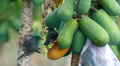 Common Myna Birds Fighting To Feed On Papaya Fruit With Original Sound