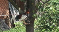 American Rooster On A Branch, Poultry Farm, Organic, Outdoors, Countryside