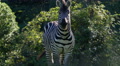 Zebra, Horse, Facing Camera, Golden Hour, 4k