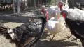 Chicken Fights Against Turkeys