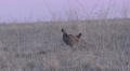 Prairie Chicken Male Adult Breeding Booming Spring