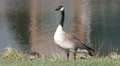 Canada Goose Adult Chick Alarmed Black Hills Goslings Young Grass Summer