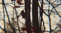 Woodpecker On A Tree Trunk