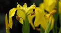Yellow Iris ( Iris Pseudacorus ) Flowers And A Small Bee In Wind