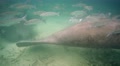 Endangered Florida Manatee And Fish In Crystal River, Florida, Usa.