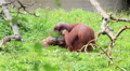 Female Bornean Orangutan Cares For The Male