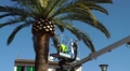 Spain Mallorca Island Alcudia Urban Gardener Is Cutting Palm Leaves