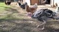 Turkeys And Chicken Birds In The Yard