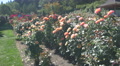 Peach And Red Roses At The International Rose Test Garden, Portland