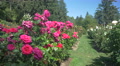 Pink And Peach Roses At The International Rose Test Garden, Portland