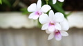 Phalaenopsis Doritaenopsis, Pink Striped Orchid