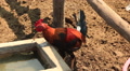 Colorful Red Rooster, South American Farm