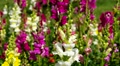 Snap Dragon Flowers In The Summer