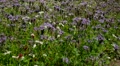 Field Of Phacelia Flowers In Summer