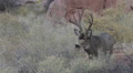 Close Up Of Heavy Antlered Buck Eating Dried Grass. Mov