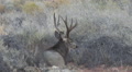 Heavy Antlered Buck Bedded With Eyes Closed