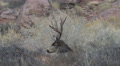 Heavy Antlered Mule Deer Buck Bedded In Sage Brush-Short Version