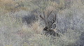 Close Heavy Antlered Mule Deer Buck Bedded In Sagebrush