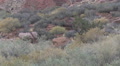 Heavy Antlered Buck In Rut Follows Doe In Red Rock Country