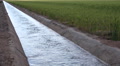 4k Farm Wheat Field Irrigation