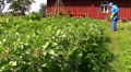 Farmer Spray Pesticide On Bean Plants Near Rural House