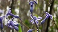 4k Hyacinth Hyacinthus Orientalis In Spring 1 Closeup