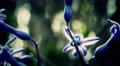 4k Hyacinth Hyacinthus Orientalis In Spring 9 Zoom Out