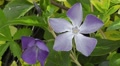 Spring Blue Vinca Flower With Strong Pentagonal Phi Geometry