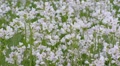 Field Of Blooming Cardamine Pratensis, Cuckooflower