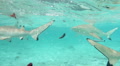Sharks Eating Pieces Of Raw Meat Fed By Tourist, Bora Bora, French Polynesia