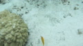 Small Fishes Swimming Over Seabed, Bora Bora, French Polynesia
