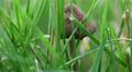 Mushroom Seen Through The Grass Macro Close View