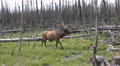 Bull Elk Yellowstone Walking Burned Forest Nature 4k