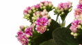 Pink Kalanchoe Flower Time-Lapse