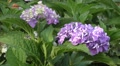 Purple Hydrangea Plant In The Wild