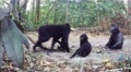 Family Of Celebes Crested Macaque, Sulawesi, Indonesia
