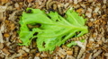 Superworm, Worm, Zofobas Eats Green Salad.
