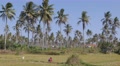 Man Working On Field With Palm Trees, Pangandaran, Java, Indonesia