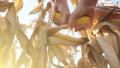 Farmer Hand Picking Corn Cob From Stalk