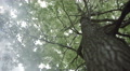 Crohn's Oak Tree Green With Leak Bottom View