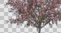 Peach Thin Tree Crown With Pink Flowers Fluttering Petals Branches Are Swaying