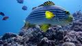 Beautiful Yellow Black And White Striped Fish On A Coral Reef In The Maldives