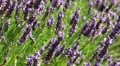 Close Up Of Lavender In Summer