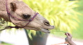 Close Up Of Camels Eat From Hand In Thailand Zoo