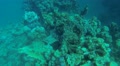Parrotfish Nibbling On Coral