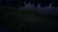 Fireflies By Night