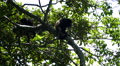 Howler Monkeys Sitting In A Tree