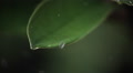 Ultra-Slow Motion Raindrops Falling On Close-Up Smooth Leaf
